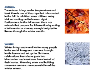 AUTUMN
The autumn brings colder temperatures and
frost. Corn is one of the crops that is harvested
in the fall. In addition, some children enjoy
trick or treating on Halloween night.
Furthermore, in the fall season there are
animals that prepare for hibernation by eating
a lot in order to store up enough body fat to
live on through the winter months.
WINTER
Winter brings snow and ice for many people
in the world. Evergreen trees are brought
inside homes and set up for Christmas
celebrations. Bears have gone into
hibernation and most trees have lost all of
their leaves. Shoveling snow and building
snowmen are two common activities of the
winter season.
 