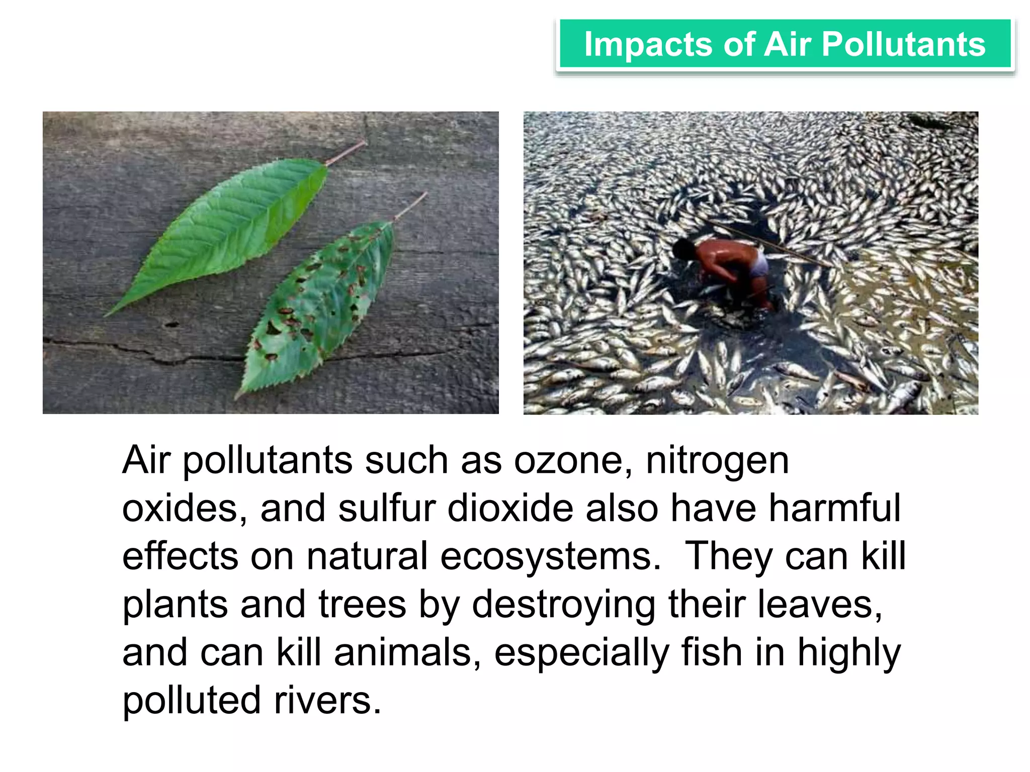 Impacts of Air Pollutants 
Air pollutants such as ozone, nitrogen 
oxides, and sulfur dioxide also have harmful 
effects on natural ecosystems. They can kill 
plants and trees by destroying their leaves, 
and can kill animals, especially fish in highly 
polluted rivers. 
 