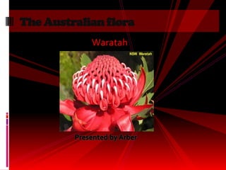 The Australian flora
             Waratah




         Presented by Arber
 
