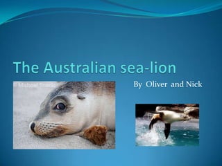 The Australian sea-lion By  Oliver  and Nick  