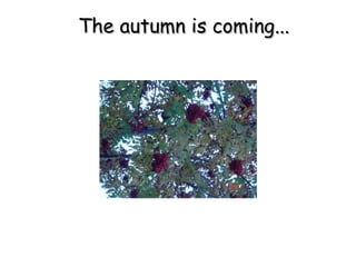 The autumn is coming... 