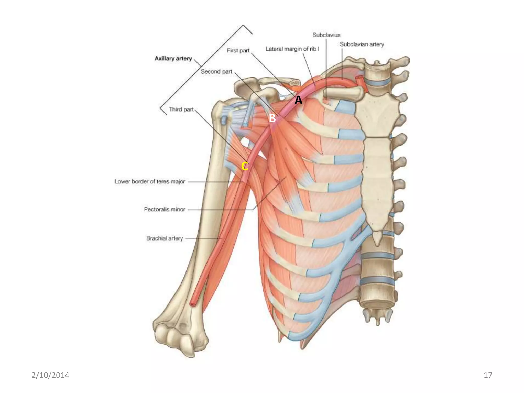 A

B

C

2/10/2014

17

 