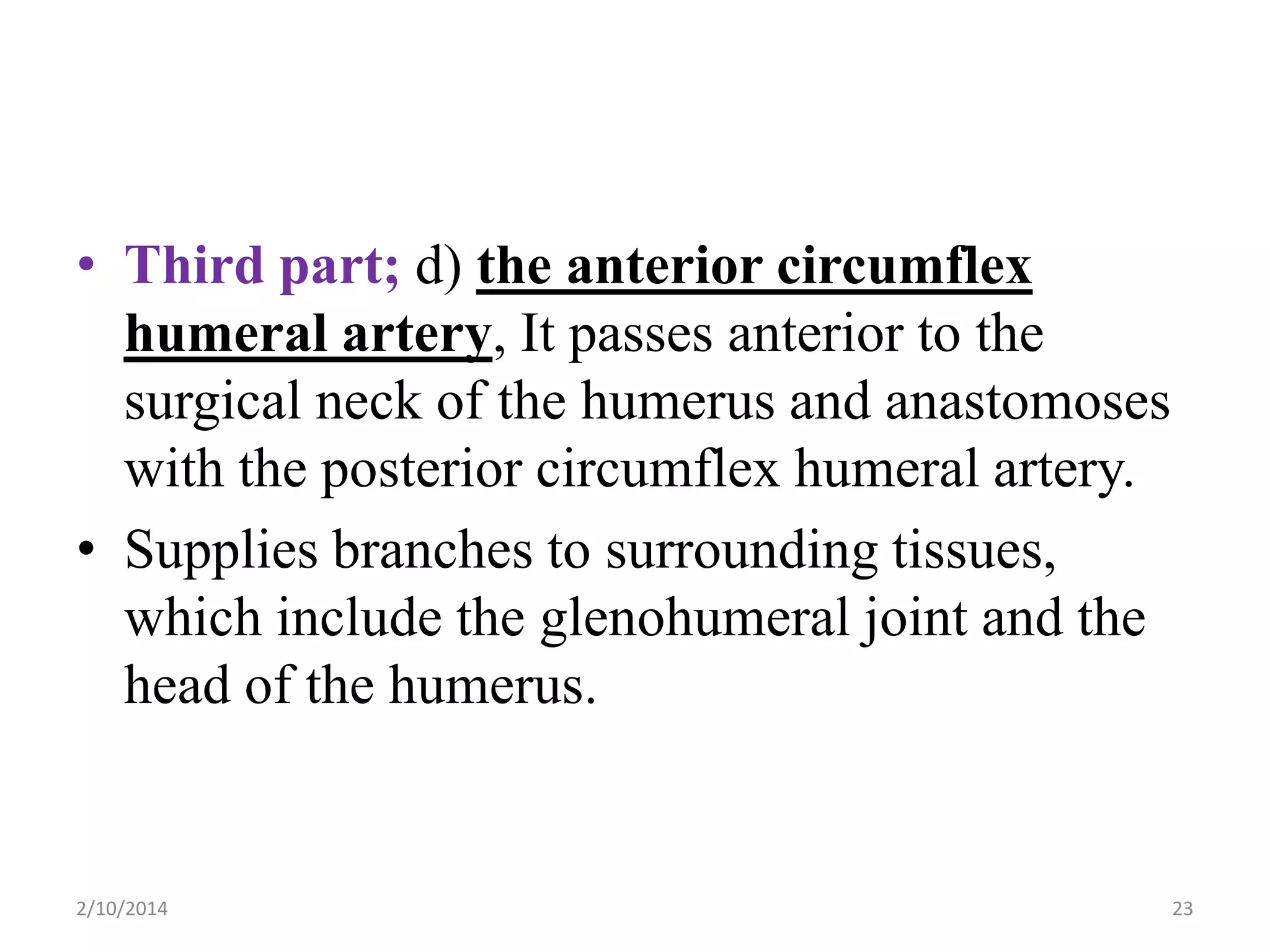 • Third part; d) the anterior circumflex
humeral artery, It passes anterior to the
surgical neck of the humerus and anastomoses
with the posterior circumflex humeral artery.
• Supplies branches to surrounding tissues,
which include the glenohumeral joint and the
head of the humerus.

2/10/2014

23

 