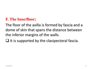 F. The base/floor;
The floor of the axilla is formed by fascia and a
dome of skin that spans the distance between
the inferior margins of the walls.
 It is supported by the clavipectoral fascia.

2/10/2014

12

 