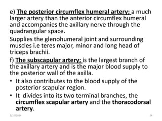 e) The posterior circumflex humeral artery; a much
larger artery than the anterior circumflex humeral
and accompanies the axillary nerve through the
quadrangular space.
Supplies the glenohumeral joint and surrounding
muscles i.e teres major, minor and long head of
triceps brachii.
f) The subscapular artery; is the largest branch of
the axillary artery and is the major blood supply to
the posterior wall of the axilla.
• It also contributes to the blood supply of the
posterior scapular region.
• It divides into its two terminal branches, the
circumflex scapular artery and the thoracodorsal
artery.
2/10/2014

24

 