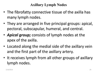 Axillary Lymph Nodes

• The fibrofatty connective tissue of the axilla has
many lymph nodes.
• They are arranged in five principal groups: apical,
pectoral, subscapular, humeral, and central.
• Apical group; consists of lymph nodes at the
apex of the axilla.
• Located along the medial side of the axillary vein
and the first part of the axillary artery.
• It receives lymph from all other groups of axillary
lymph nodes.
2/10/2014

29

 
