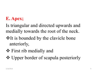 E. Apex;
Is triangular and directed upwards and
medially towards the root of the neck.
It is bounded by the clavicle bone
anteriorly,
 First rib medially and
 Upper border of scapula posteriorly
2/10/2014

9

 