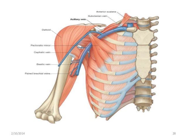 The axilla