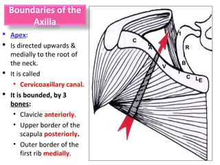 Boundaries of the
Axilla
 Apex:
 Is directed upwards &
medially to the root of
the neck.
 It is called
• Cervicoaxillary canal.
 It is bounded, by 3
bones:
• Clavicle anteriorly.
• Upper border of the
scapula posteriorly.
• Outer border of the
first rib medially.
C
L
A
V
I
C LE
1
R
I
B
 