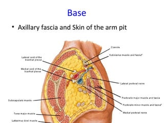 Base
• Axillary fascia and Skin of the arm pit
 
