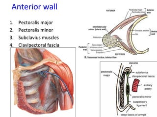 Anterior wall
1. Pectoralis major
2. Pectoralis minor
3. Subclavius muscles
4. Clavipectoral fascia
 