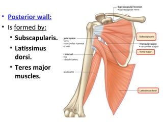 • Posterior wall:
• Is formed by:
• Subscapularis.
• Latissimus
dorsi.
• Teres major
muscles.
 