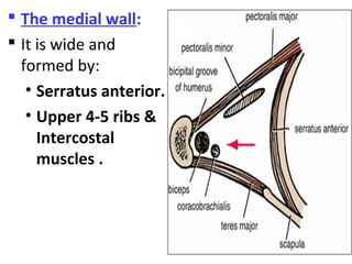  The medial wall:
 It is wide and
formed by:
• Serratus anterior.
• Upper 4-5 ribs &
Intercostal
muscles .
 