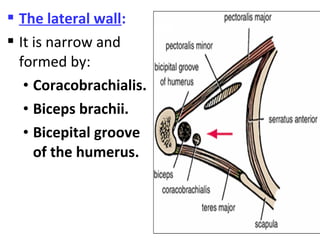  The lateral wall:
 It is narrow and
formed by:
• Coracobrachialis.
• Biceps brachii.
• Bicepital groove
of the humerus.
 