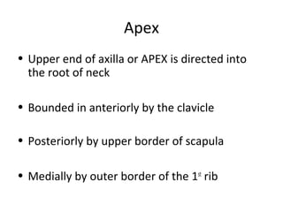 Apex
• Upper end of axilla or APEX is directed into
the root of neck
• Bounded in anteriorly by the clavicle
• Posteriorly by upper border of scapula
• Medially by outer border of the 1st
rib
 