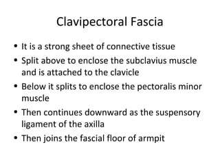 Clavipectoral Fascia
• It is a strong sheet of connective tissue
• Split above to enclose the subclavius muscle
and is attached to the clavicle
• Below it splits to enclose the pectoralis minor
muscle
• Then continues downward as the suspensory
ligament of the axilla
• Then joins the fascial floor of armpit
 
