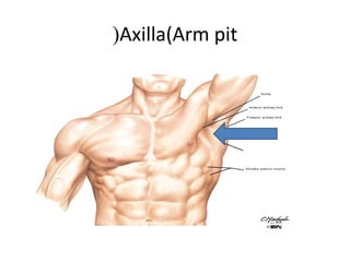 Axilla(Arm pit(
 