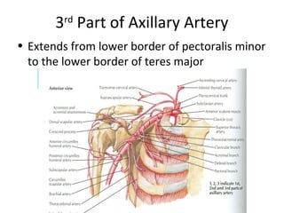 3rd
Part of Axillary Artery
• Extends from lower border of pectoralis minor
to the lower border of teres major
 
