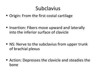 Subclavius
• Origin: From the first costal cartilage
• Insertion: Fibers move upward and laterally
into the inferior surface of clavicle
• NS: Nerve to the subclavius from upper trunk
of brachial plexus
• Action: Depresses the clavicle and steadies the
bone
 