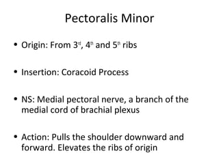 Pectoralis Minor
• Origin: From 3rd
, 4th
and 5th
ribs
• Insertion: Coracoid Process
• NS: Medial pectoral nerve, a branch of the
medial cord of brachial plexus
• Action: Pulls the shoulder downward and
forward. Elevates the ribs of origin
 