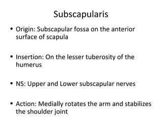 Subscapularis
• Origin: Subscapular fossa on the anterior
surface of scapula
• Insertion: On the lesser tuberosity of the
humerus
• NS: Upper and Lower subscapular nerves
• Action: Medially rotates the arm and stabilizes
the shoulder joint
 