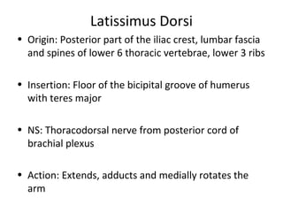 Latissimus Dorsi
• Origin: Posterior part of the iliac crest, lumbar fascia
and spines of lower 6 thoracic vertebrae, lower 3 ribs
• Insertion: Floor of the bicipital groove of humerus
with teres major
• NS: Thoracodorsal nerve from posterior cord of
brachial plexus
• Action: Extends, adducts and medially rotates the
arm
 