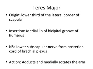 Teres Major
• Origin: lower third of the lateral border of
scapula
• Insertion: Medial lip of bicipital groove of
humerus
• NS: Lower subscapular nerve from posterior
cord of brachial plexus
• Action: Adducts and medially rotates the arm
 