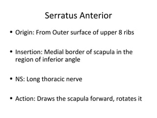 Serratus Anterior
• Origin: From Outer surface of upper 8 ribs
• Insertion: Medial border of scapula in the
region of inferior angle
• NS: Long thoracic nerve
• Action: Draws the scapula forward, rotates it
 