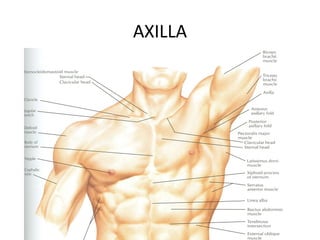 AXILLA
 