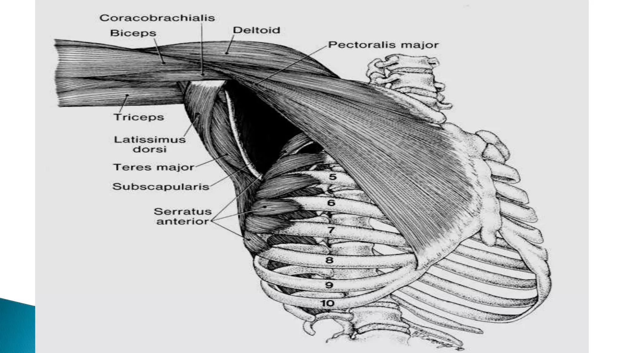 Axillar Ribs THE AXILLA.pptx