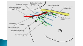 THE AXILLA.pptx