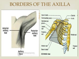 THE AXILLA OF THE UPPER LIMB AND ITS CONTENTS | PPTX