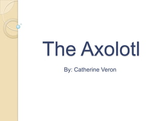 The Axolotl By: Catherine Veron  