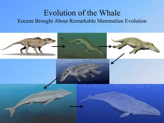 Evolution of the WhaleEocene Brought About Remarkable Mammalian Evolution