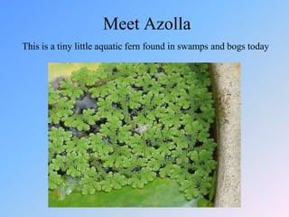  Europe and Africa had not collided, so there were no Alps yet.But, why so warm?That isn’t completely understood yet. But, here are some theories and evidence. CO2 levels were way higher than today (about 6 times). This greenhouse gas captured more solar energy.