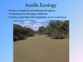  Ocean currents could transport heat better due to the configuration of the continents.