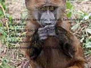 HabitatLive in scrubs, savannas, bushes, farmland and mountains.Can live up too 45 years oldLive in AfricaLive in savannasLive in troops (Up too 300 Baboons)