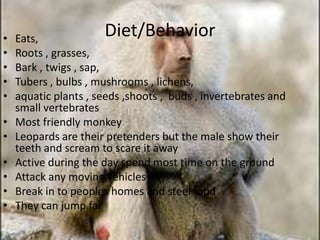 Diet/BehaviorEats,Roots , grasses,Bark , twigs , sap,Tubers , bulbs , mushrooms , lichens,aquatic plants , seeds ,shoots ,  buds , invertebrates and small vertebratesMost friendly monkeyLeopards are their pretenders but the male show their teeth and scream to scare it awayActive during the day spend most time on the groundAttack any moving vehiclesBreak in to peoples homes and steel foodThey can jump far