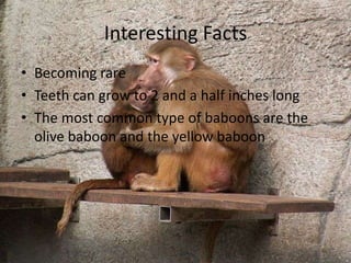 Interesting Facts Becoming rareTeeth can grow to 2 and a half inches longThe most common type of baboons are the olive baboon and the yellow baboon