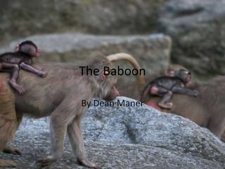 The Baboon By Dean Maner 