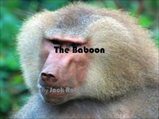 The Baboon By  Jack   Robinson 