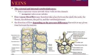The back anatomy | PPTX