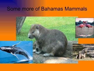 Some more of Bahamas Mammals 