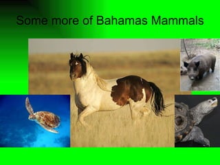 Some more of Bahamas Mammals 