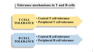 10
• Central T cell tolerance
• Peripheral T cell tolerance
T CELL
TOLERANCE
• Central B cell tolerance
• Peripheral B cell tolerance
B CELL
TOLERANCE
Tolerance mechanisms in T and B cells
 