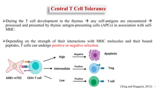 Central T Cell Tolerance
During the T cell development in the thymus  any self-antigens are encountered 
processed and presented by thymic antigen-presenting cells (APCs) in association with self-
MHC.
Depending on the strength of their interactions with MHC molecules and their bound
peptides, T cells can undergo positive or negative selection.
12
(Xing and Hogquist, 2012)
 