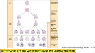 DIFFENTIATION OF T CELL WITHIN THE THYMUS AND NEGATIVE SELECTION
(Roitt’s essential immunology, 13th Ed., 2017)
13
 