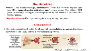 Receptor editing
When T cell maturation stops, autoreactive T cells that leave the thymus keep
their RAG (recombination-activating gene) genes active. This allows TCR
genes to diversify, leading to new receptors on the cell surface, a process called
receptor editing.
Negative selection- If receptor editing fails, they undergo apoptosis.
17
 Self-antigen is released, but in the absence of costimulatory molecules, there is no
activation of the T cell, and the T cell undergoes apoptosis.
Clonal deletion
(McGargill et al., 2000; Van Parijs et al., 1996)
 