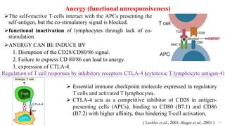 Anergy (functional unresponsiveness)
The self-reactive T cells interact with the APCs presenting the
self-antigen, but the co-stimulatory signal is blocked.
functional inactivation of lymphocytes through lack of co-
stimulation.
ANERGY CAN BE INDUCE BY
1. Disruption of the CD28/CD80/86 signal.
2. Failure to express CD 80/86 can lead to anergy.
3. expression of CTLA-4.
19
Regulation of T cell responses by inhibitory receptors CTLA-4 (cytotoxic T lymphocyte antigen-4)
 Essential immune checkpoint molecule expressed in regulatory
T cells and activated T lymphocytes.
 CTLA-4 acts as a competitive inhibitor of CD28 in antigen-
presenting cells (APCs), binding to CD80 (B7.1) and CD86
(B7.2) with higher affinity, thus hindering T-cell activation.
( Lechler et al., 2001; Alegre et al., 2001 )
 