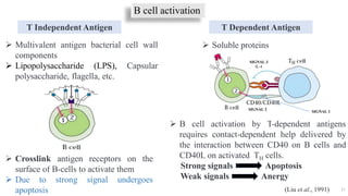 B cell activation
21
T Dependent Antigen
T Independent Antigen
 Soluble proteins
 Multivalent antigen bacterial cell wall
components
 Lipopolysaccharide (LPS), Capsular
polysaccharide, flagella, etc.
 Crosslink antigen receptors on the
surface of B-cells to activate them
 Due to strong signal undergoes
apoptosis
 B cell activation by T-dependent antigens
requires contact-dependent help delivered by
the interaction between CD40 on B cells and
CD40L on activated TH cells.
Strong signals Apoptosis
Weak signals Anergy
IL-4
SIGNAL 1
SIGNAL 2
SIGNAL 3
(Liu et al., 1991)
 
